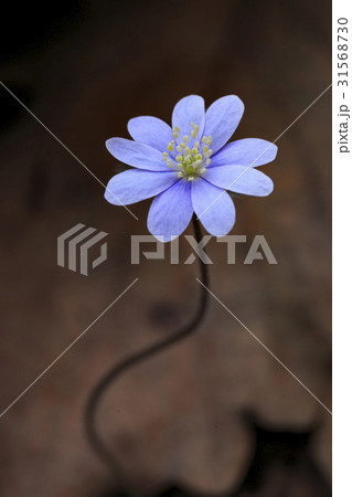 肝 野生の花 自然 31568730
