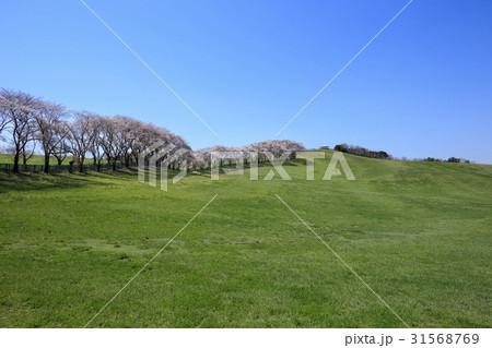 西山牧場 草原 忠南 31568769