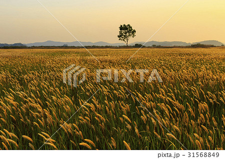 木 夕焼け オウムも 31568849