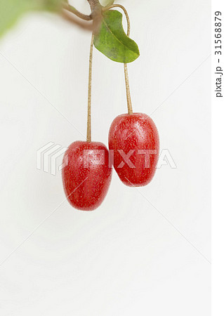 菩提樹 赤 植物 31568879