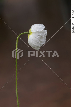 花 水滴 ケシ 31568898