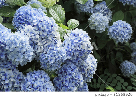 花 算数局 アジサイ 31568926