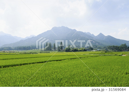 ノン 農業 稲 31569084