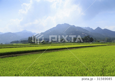 ノン 農業 稲 31569085