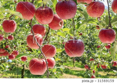 フルーツ 果物 リンゴ 31569159