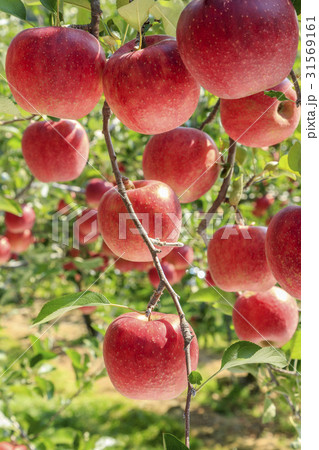 果樹園 フルーツ 果物 31569161