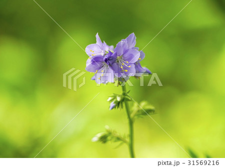 ハナシノブ 31569216