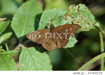 セセリチョウ セセリ セセリチョウ科 31569239