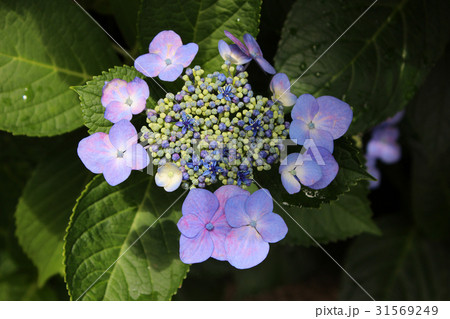 白山神社のガクアジサイ(8) 31569249