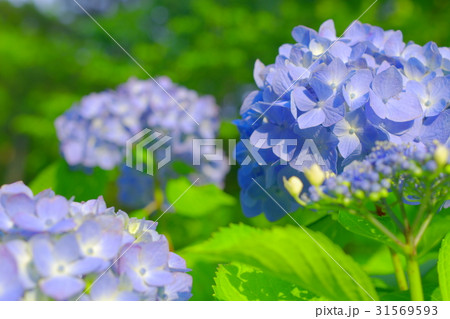 水色の紫陽花 31569593