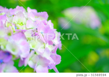 薄紫色の紫陽花 薄紫色の紫陽花 31569594