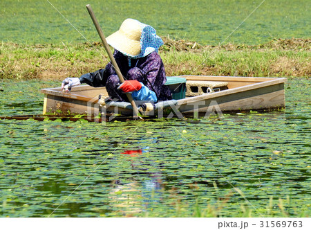 春の収穫 三種町じゅんさいの摘み取り 春の収穫 三種町じゅんさいの摘み取り 31569763