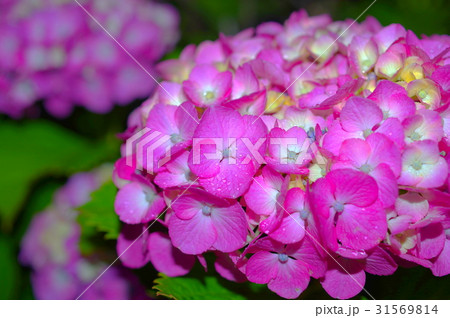 夜の紫陽花 夜の紫陽花 31569814