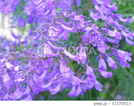 ジャカランダの花 31570013