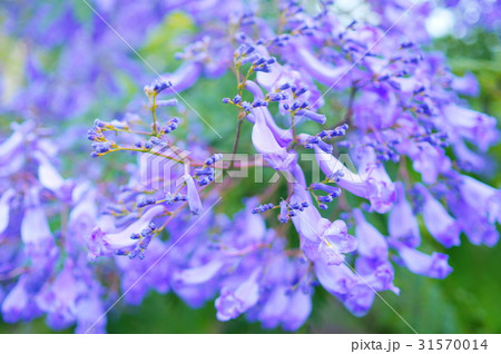 ジャカランダの花 ジャカランダの花 31570014