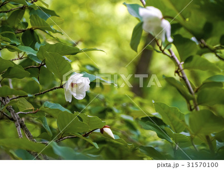 オオヤマレンゲ オオヤマレンゲ 31570100