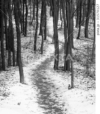 九龍山 ソウル 雪景色 31570127
