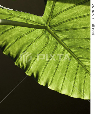 ヌキ 切り抜き 卵カシア 31570192