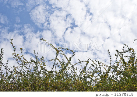 レンギョウ 雲 花 31570219