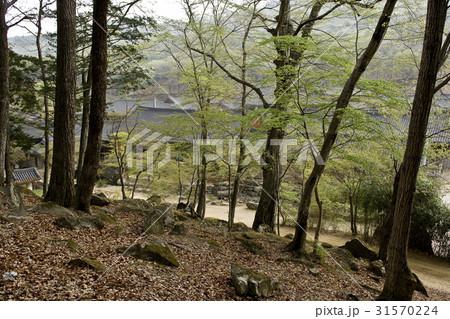 松広寺 順天市 全羅南道 31570224