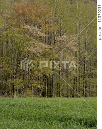 江原道 春 風景 31570253