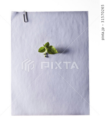 葉 木の葉 ヌキ 31570265