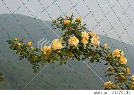 花 夏の花 バラ 31570330