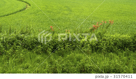 ユリ 保寧市 草原 31570411