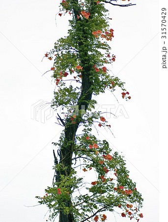 花 ジャカランダ 植物 31570429