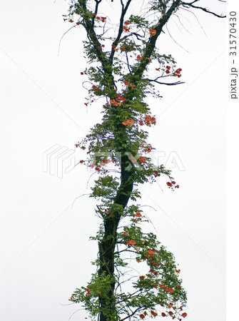 花 木 ジャカランダ 31570430