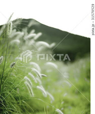 フォーカス チカラシバ 植物 31570529