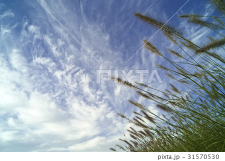 雲 チカラシバ 自然 31570530