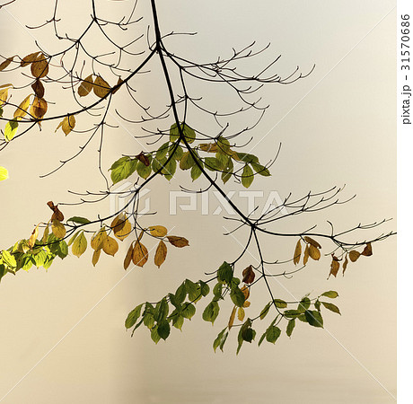 枝 木 紅葉 31570686