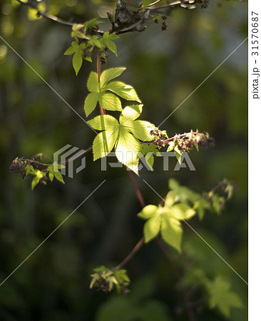 光 植物 屋外 31570687