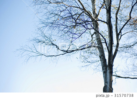 木 屋外 室外 31570738