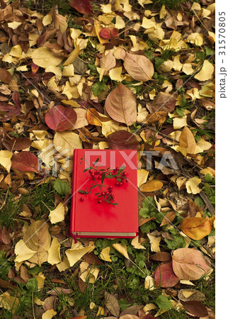 秋 落葉 葉 31570805