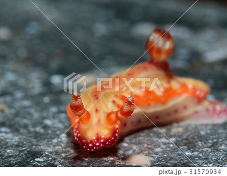 センテンイロウミウシ センテンイロウミウシ 31570934