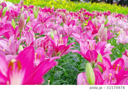 ピンクのスカシユリ 31570978