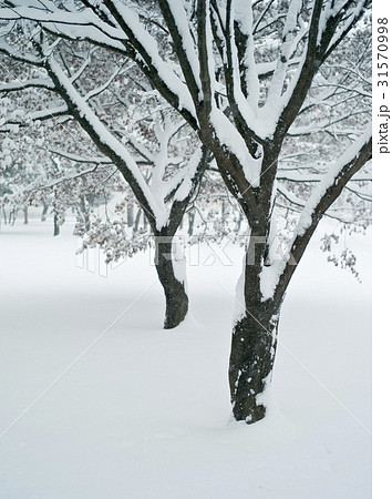 ソウル 松坡区 アジアの公園 31570998