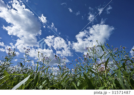ローアングル ソウル 松坡区 31571487