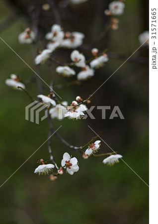 花 梅 春の花 31571665