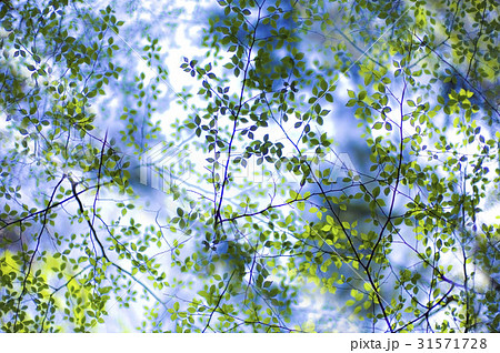 枝 木 ローアングル 31571728