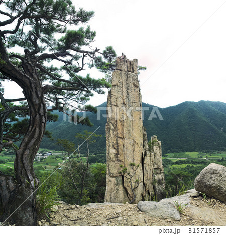 木 聞慶市 燭台岩 31571857
