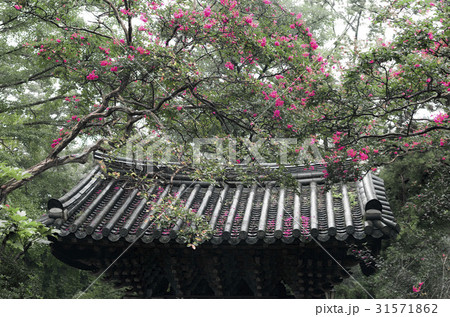 ベロン木 仙岩寺 順天市 31571862