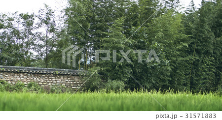 木 南原市 竹 31571883