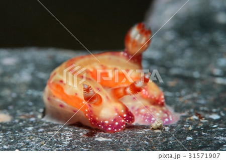 センテンイロウミウシ 31571907