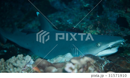 ネムリブカ 31571910