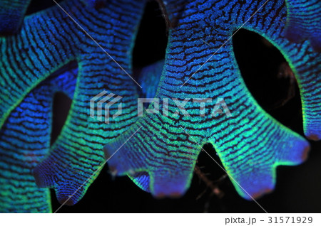 海藻 海藻 31571929