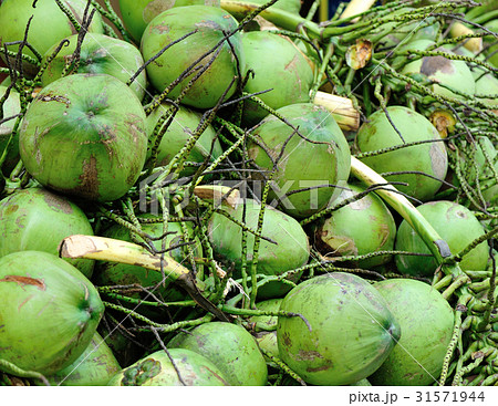 Closeup of green coconuts For Sell On Street Closeup of green coconuts For Sell On Street 31571944