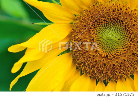 closeup of beautiful sunflower blooming at garden closeup of beautiful sunflower blooming at garden 31571975